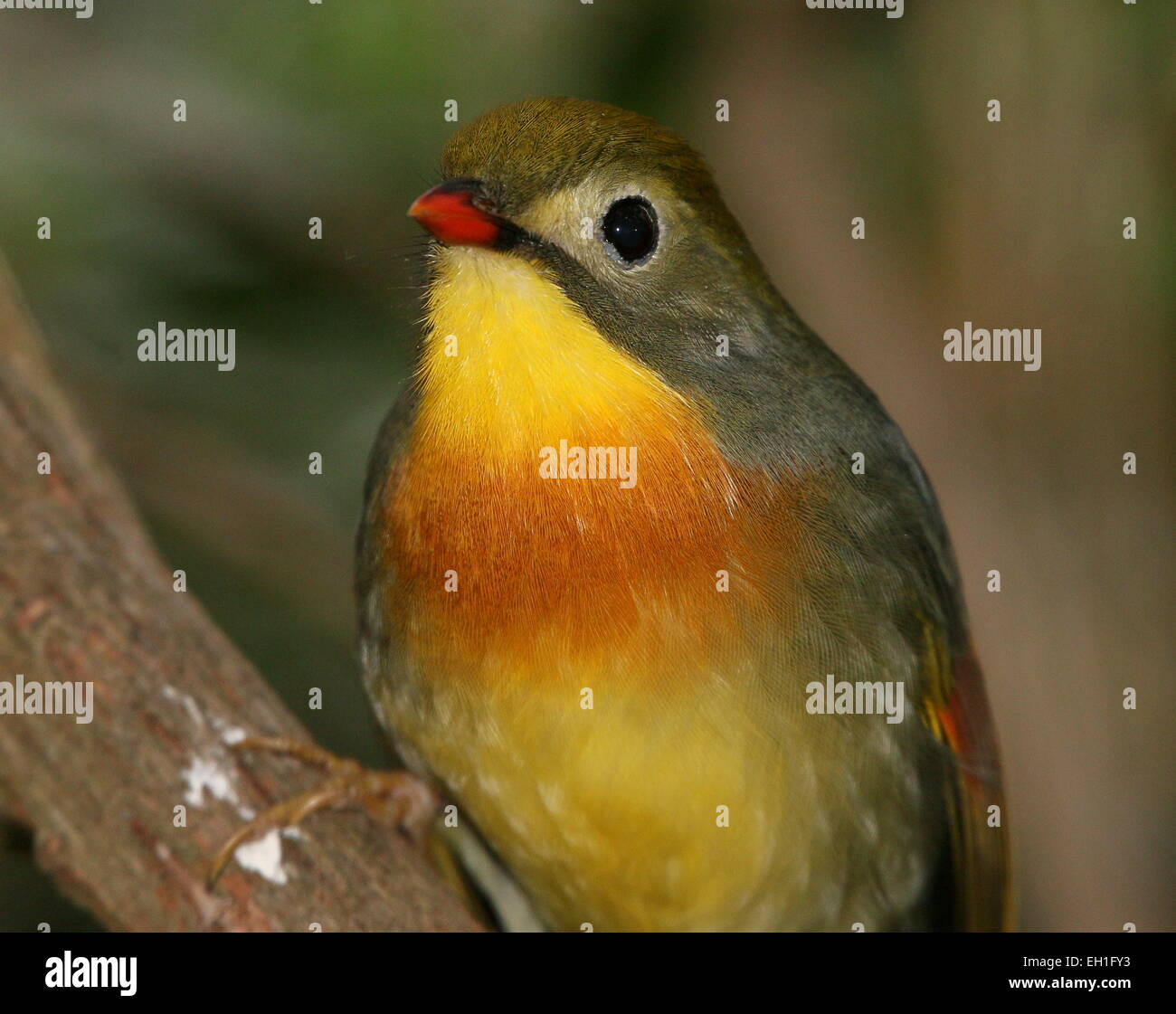 Asiatische rot-billed Leiothrix oder Pekin Nachtigall (Leiothrix Lutea). A.k.a. Pekin (Hügel) Robin oder japanischen Nachtigall. Stockfoto