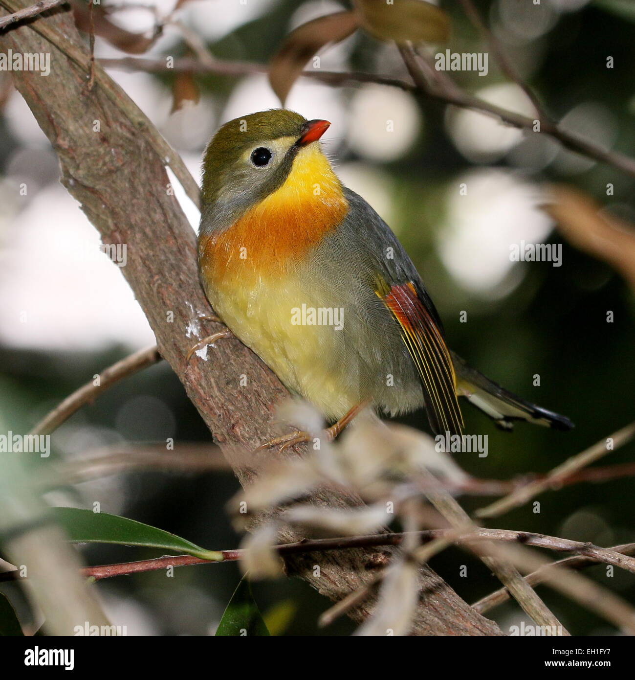 Asiatische rot-billed Leiothrix oder Pekin Nachtigall (Leiothrix Lutea). A.k.a. Pekin (Hügel) Robin oder japanischen Nachtigall. Stockfoto