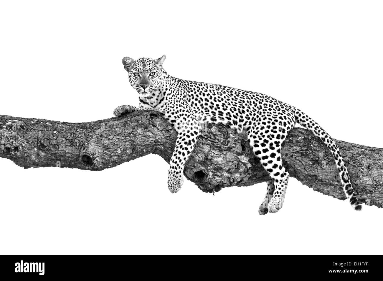 Leopard, liegend in einem Baum Stockfoto