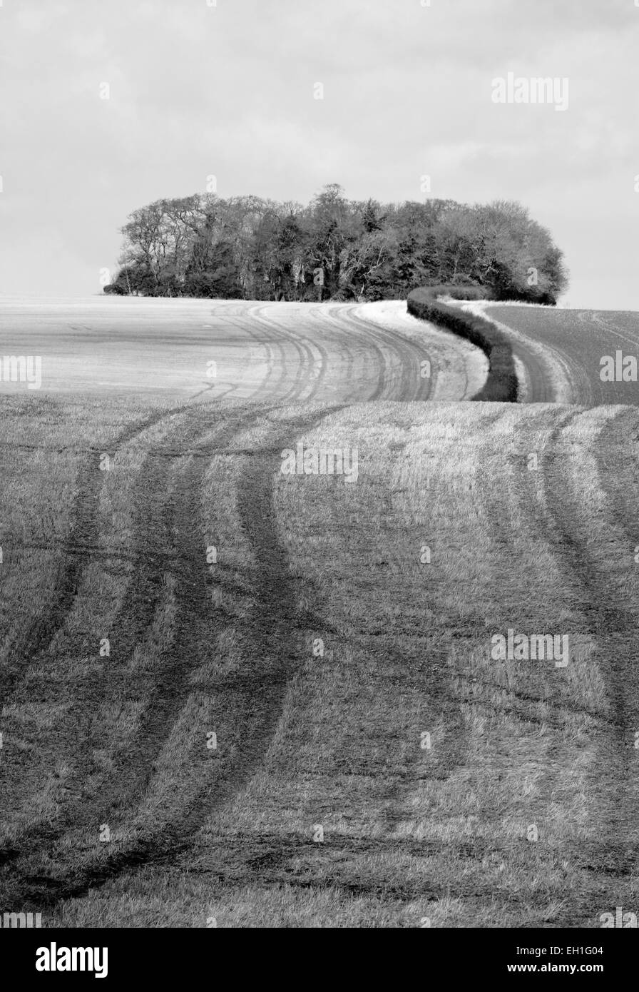 Feldern Bäume und Ackerland in Norfolk. Stockfoto