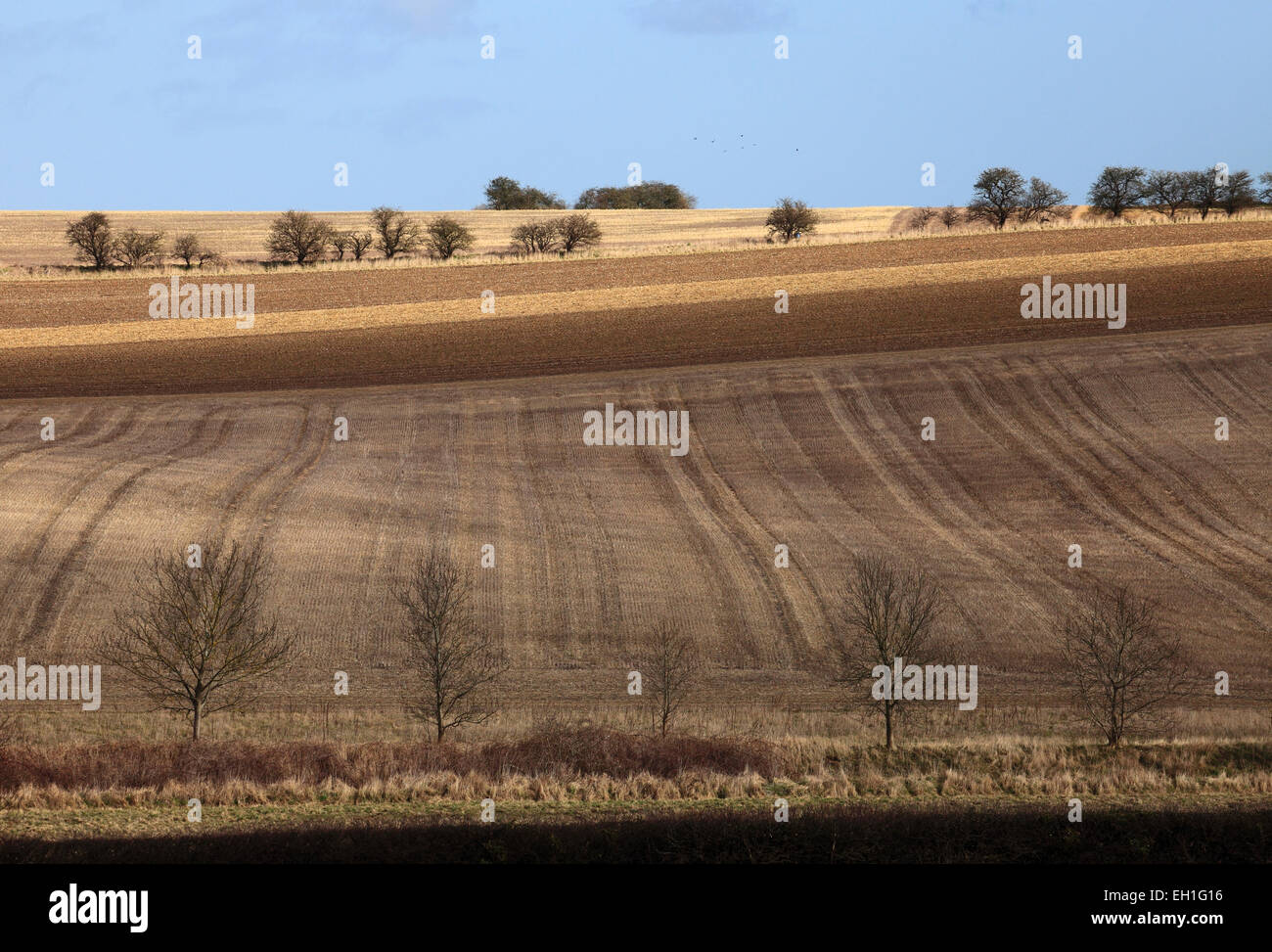 Feldern Bäume und Ackerland in Norfolk. Stockfoto