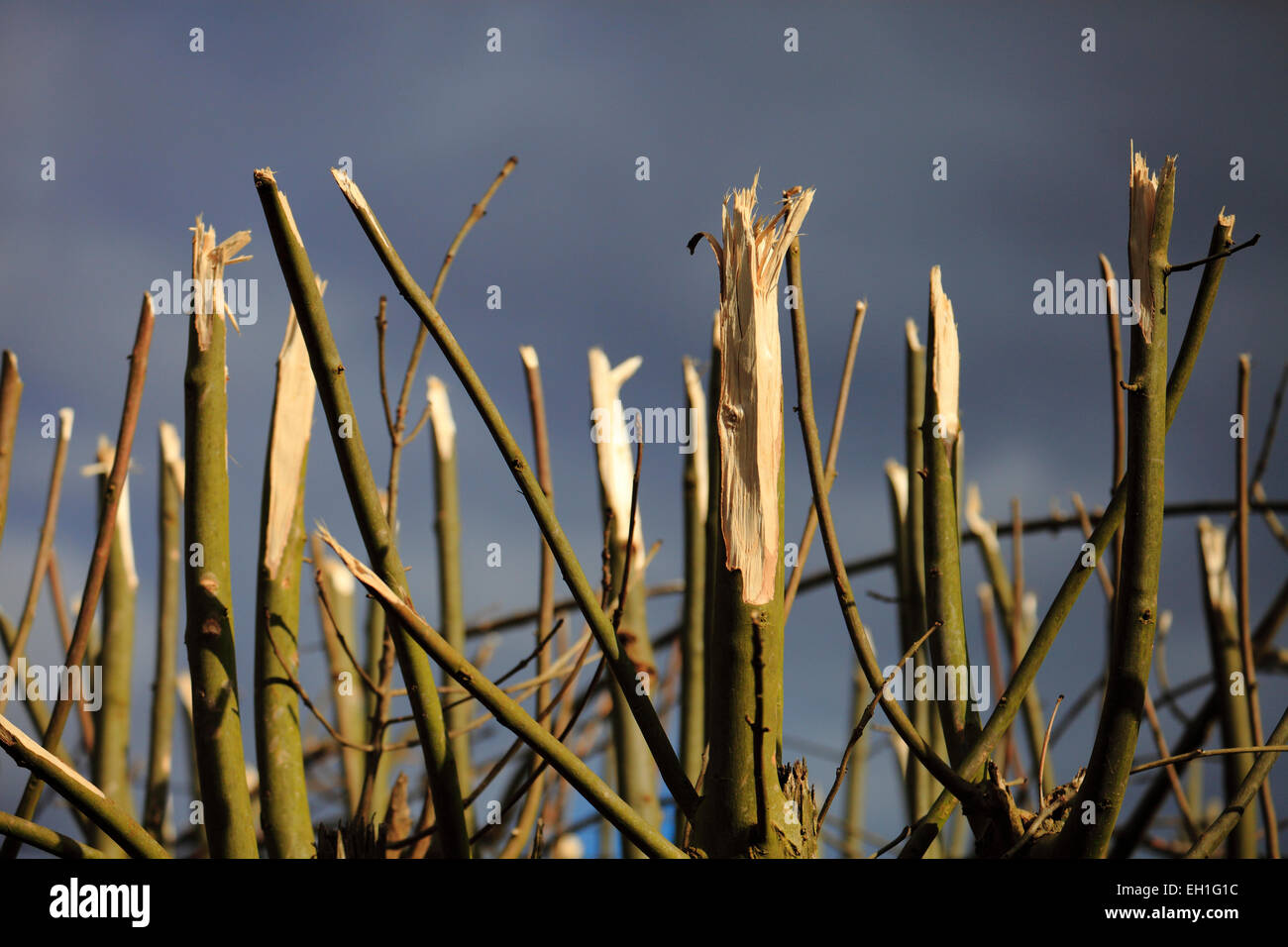 Äste und Zweige auf einem frisch geschnittenen Hecke. Stockfoto