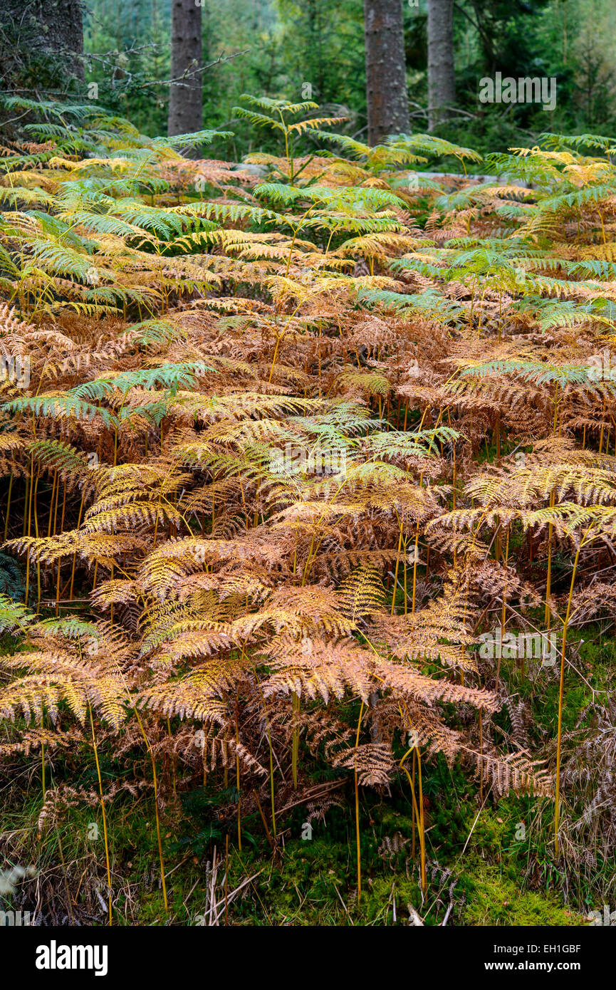 Einen großen Patch von Herbst herbstliche Farben Herbstfarben im schottischen Wald Farne. Stockfoto