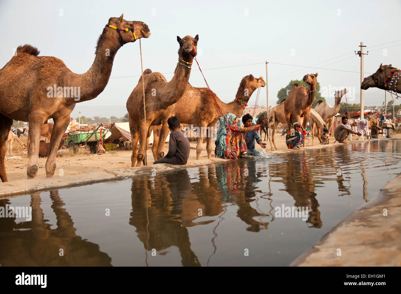 Kamele an einem Bewässerung Punkt am Kamel und Vieh Messe Pushkar Fair oder Pushkar Mela, Pushkar, Rajasthan, Indien, Asien Stockfoto