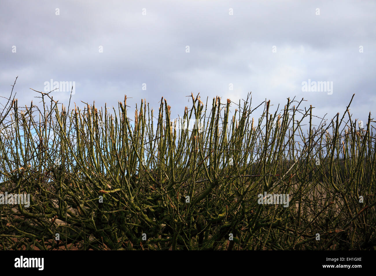 Äste und Zweige auf einem frisch geschnittenen Hecke. Stockfoto
