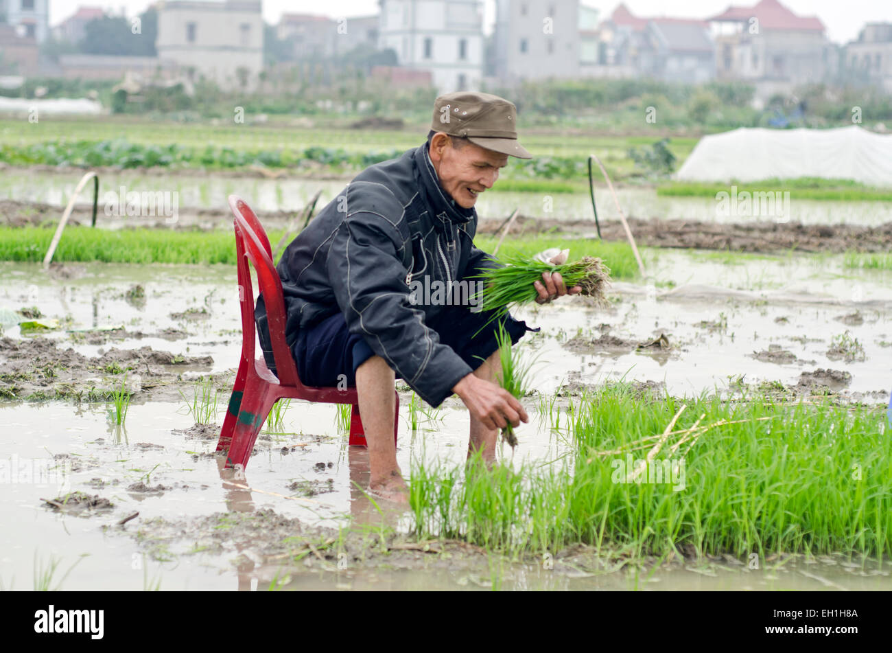 Ein Mann Pflanzen Reis in das Dorf am Stadtrand von Hanoi Stockfoto