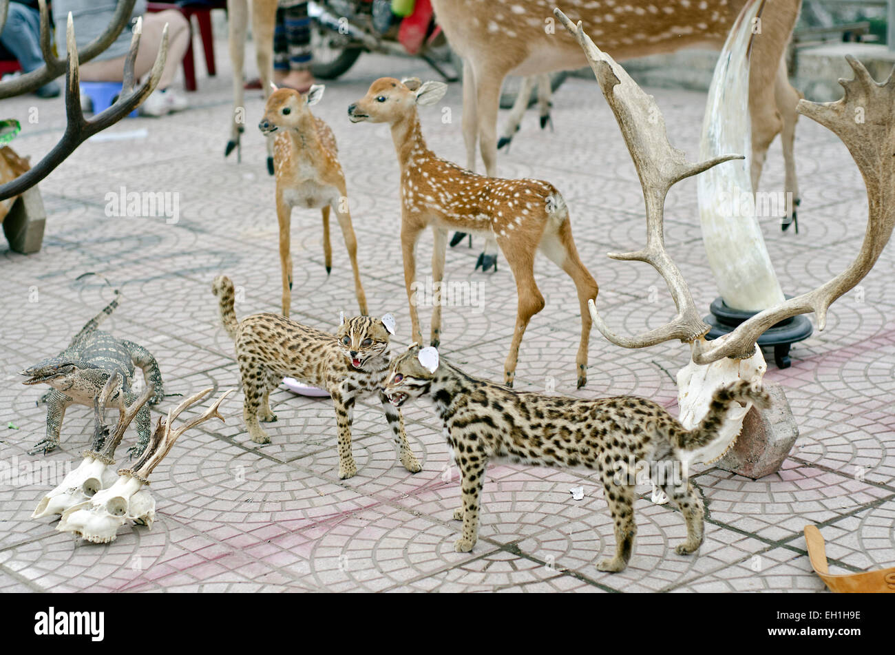 Ausgestopfte Tiere zum Verkauf, Hanoi, Vietnam Stockfoto