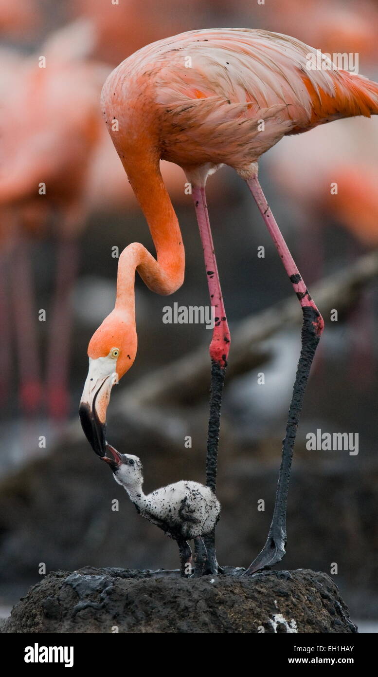 Karibik Flamingo mit Küken Stockfoto