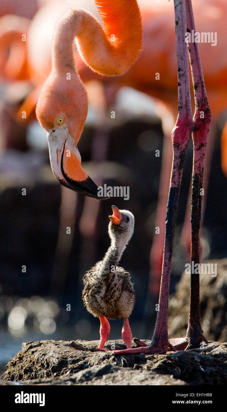 Karibischer Flamingo mit Küken. Kuba. Stockfoto