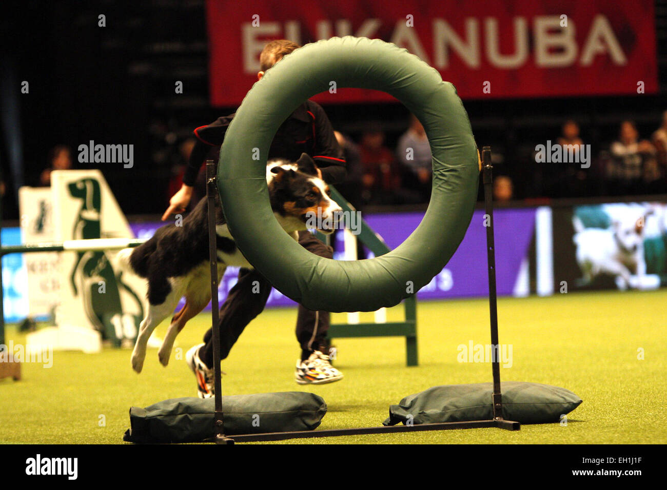 Birmingham, Vereinigtes Königreich. 5. März 2015. Ein Border-Collie & seine junge Handler führen in die Agility-Wettbewerb bei Crufts begonnene heute in Birmingham, Großbritannien. Bildnachweis: Jon Freeman/Alamy Live-Nachrichten Stockfoto