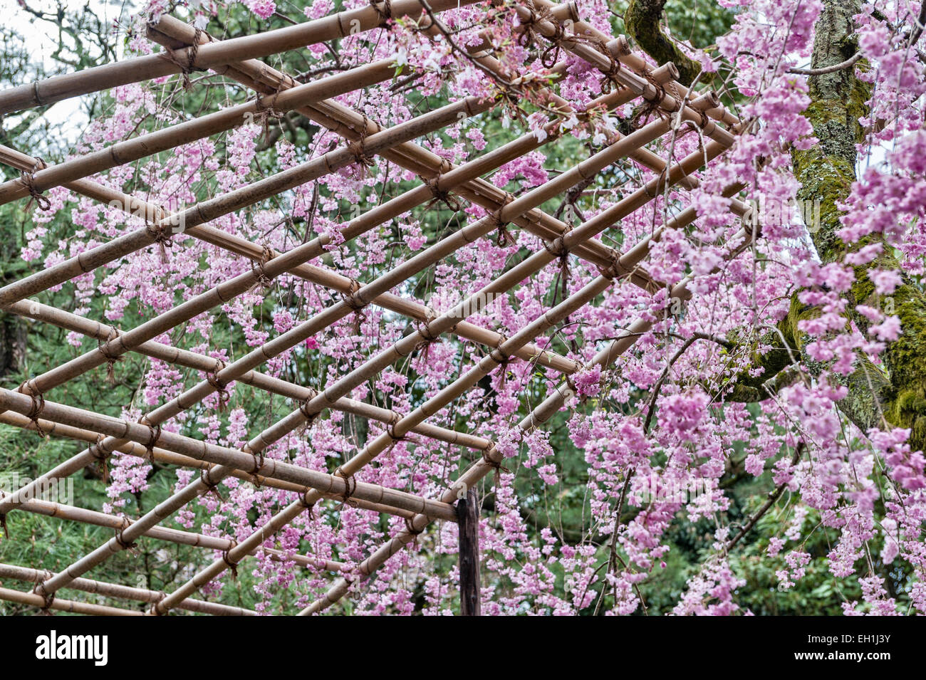 Kyoto, Japan. Frühling Kirschblüte in den 19c Gärten des Heian-Schrein (Heian Jingu). Prunus Pendel "Pendel" Stockfoto
