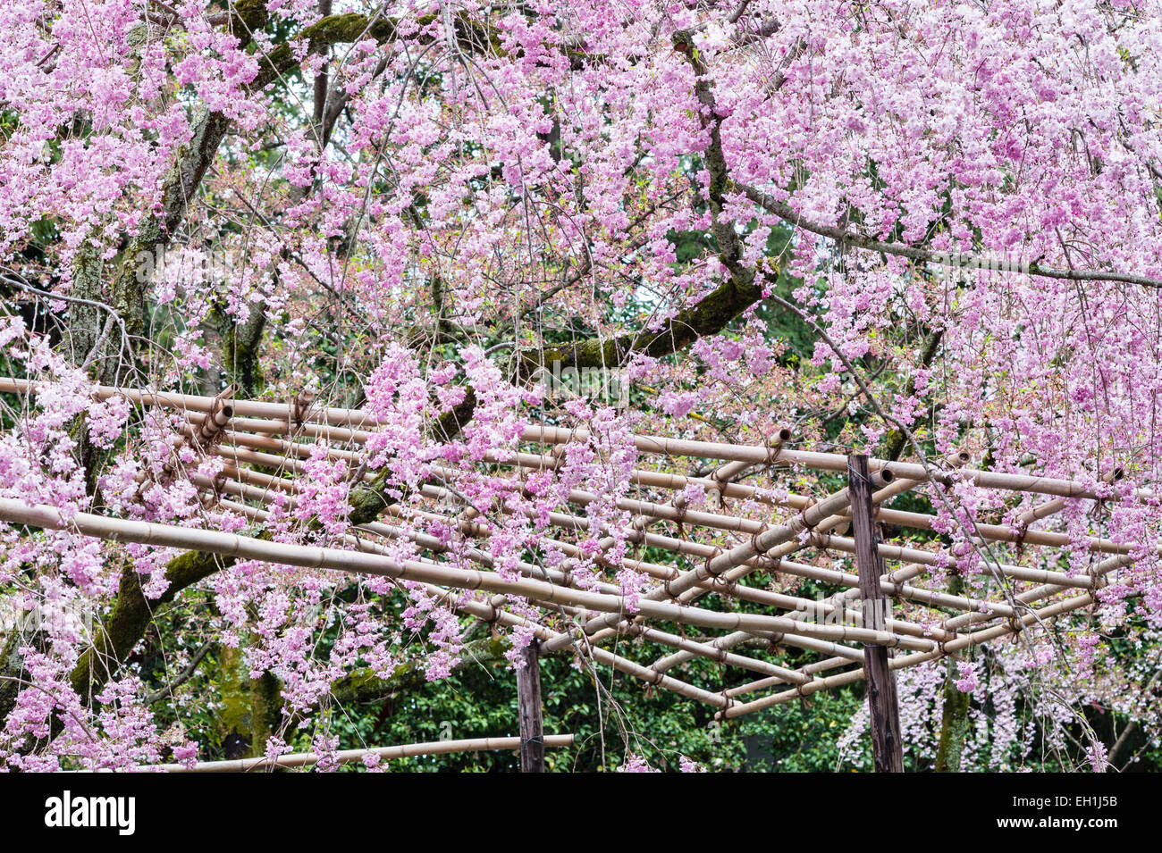 Kyoto, Japan. Frühling Kirschblüte in den 19c Gärten des Heian-Schrein (Heian Jingu). Prunus Pendel "Pendel" Stockfoto