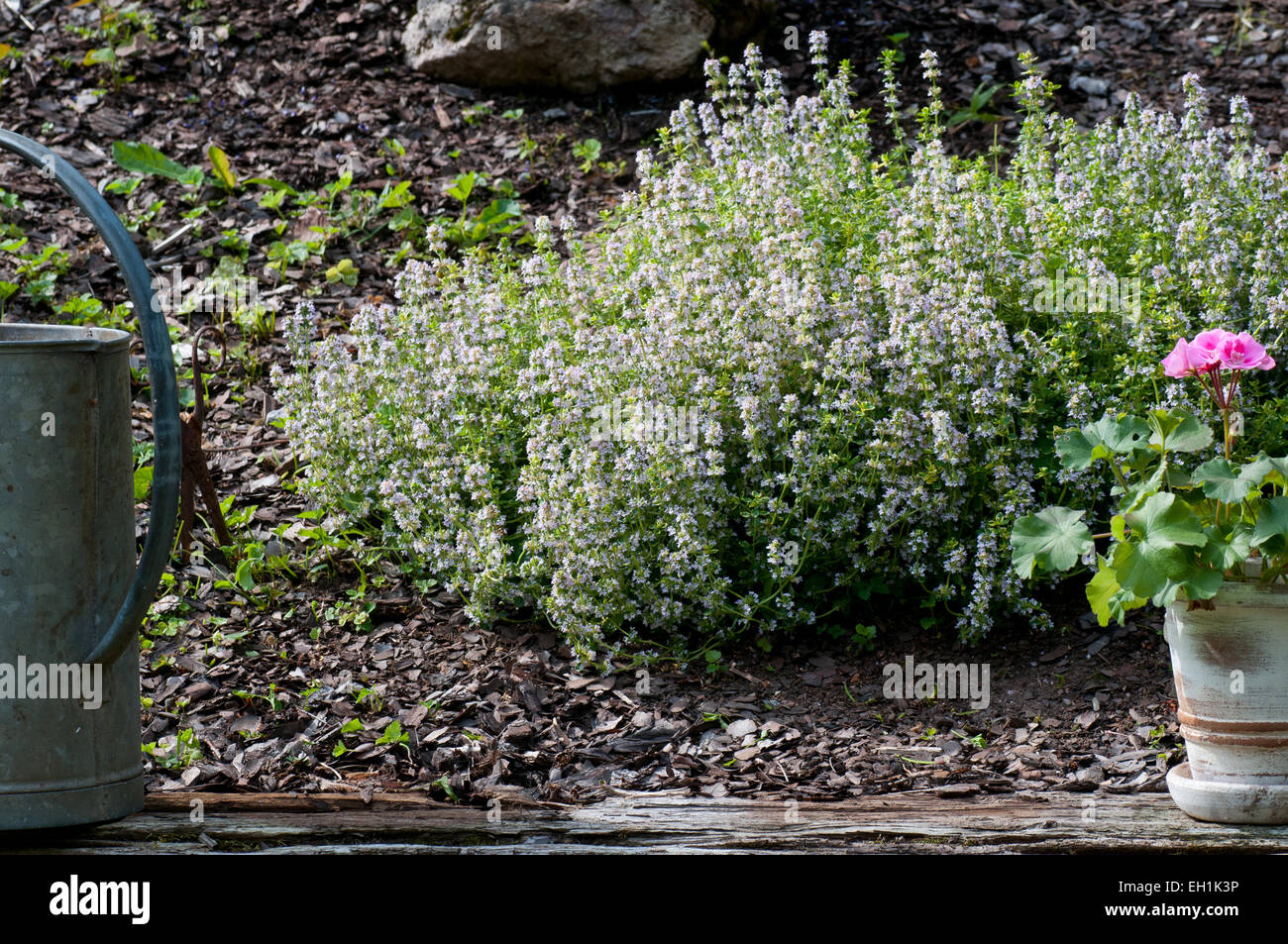 Blühende Thymian Pflanzen in einem Garten Hang. Stockfoto
