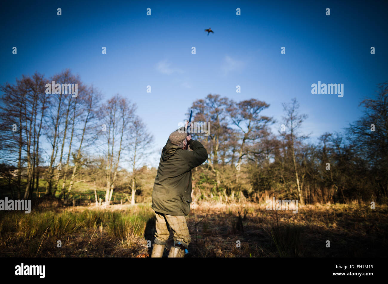 Foto von einem männlichen Gewehr schießen auf einen fliegenden Fasan auf einem Spiel schießen in England, UK Stockfoto