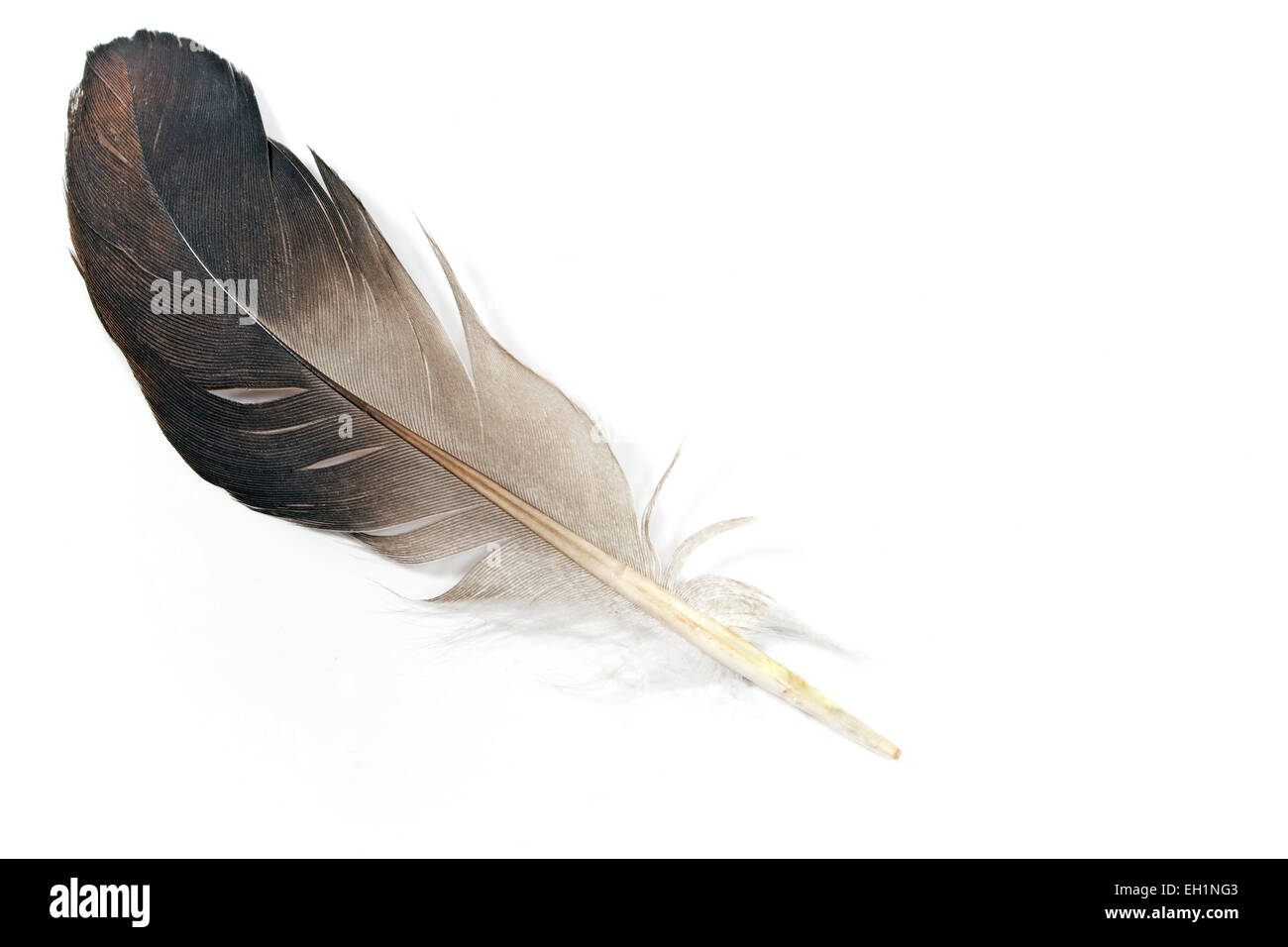 Graue Federn isoliert auf weiss Stockfoto
