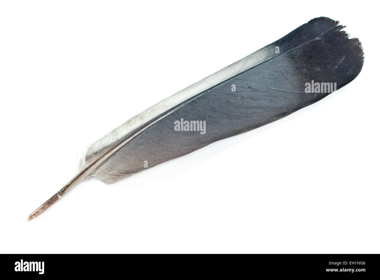 Graue Federn isoliert auf weiss Stockfoto
