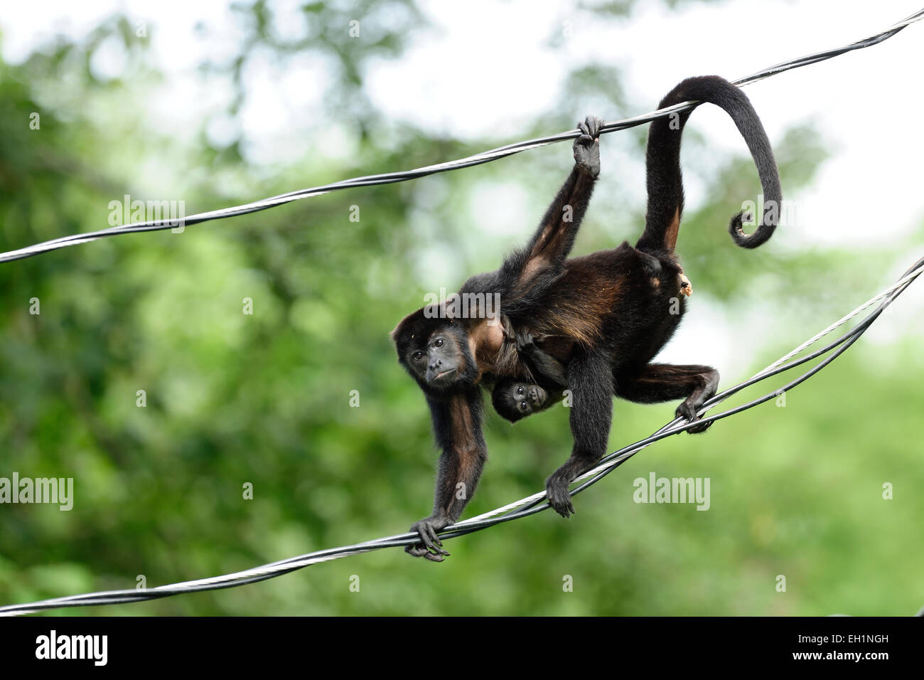 Jaguaren Brüllaffen (Alouatta Palliata) oder Golden-deshalb heulend Affe | Mantelbrüllaffe (Alouatta Palliata), Costa Rica Stockfoto