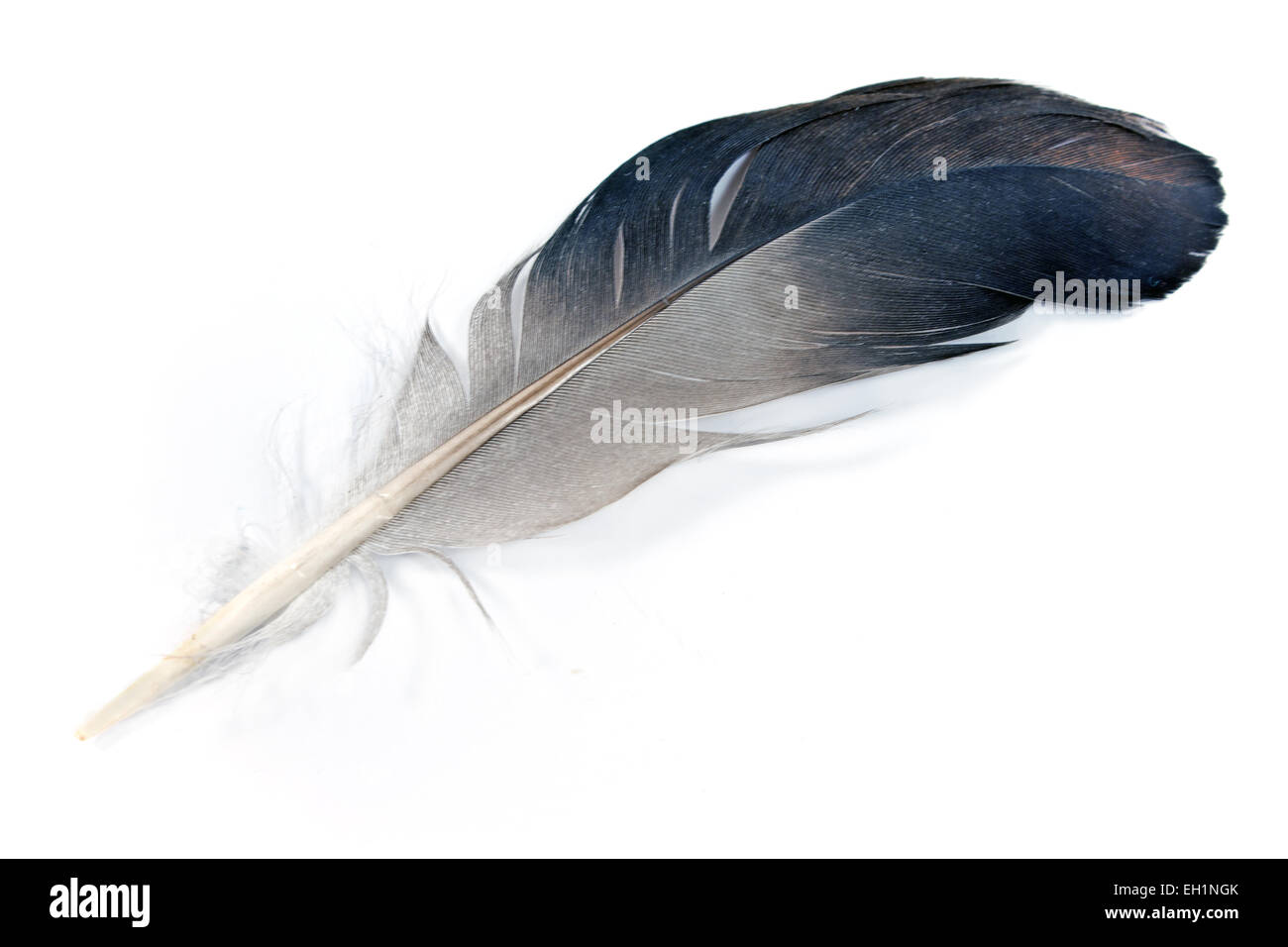 Graue Federn isoliert auf weiss Stockfoto