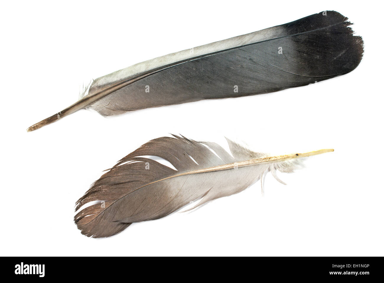 Zwei Feathesr isoliert auf weiss Stockfoto