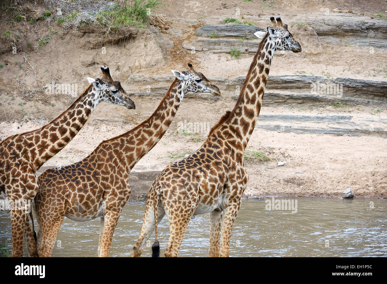 Masai-Giraffen (Giraffa Plancius Tippelskirchi), Herde am Talek River, Masai Mara National Reserve, Kenia Stockfoto