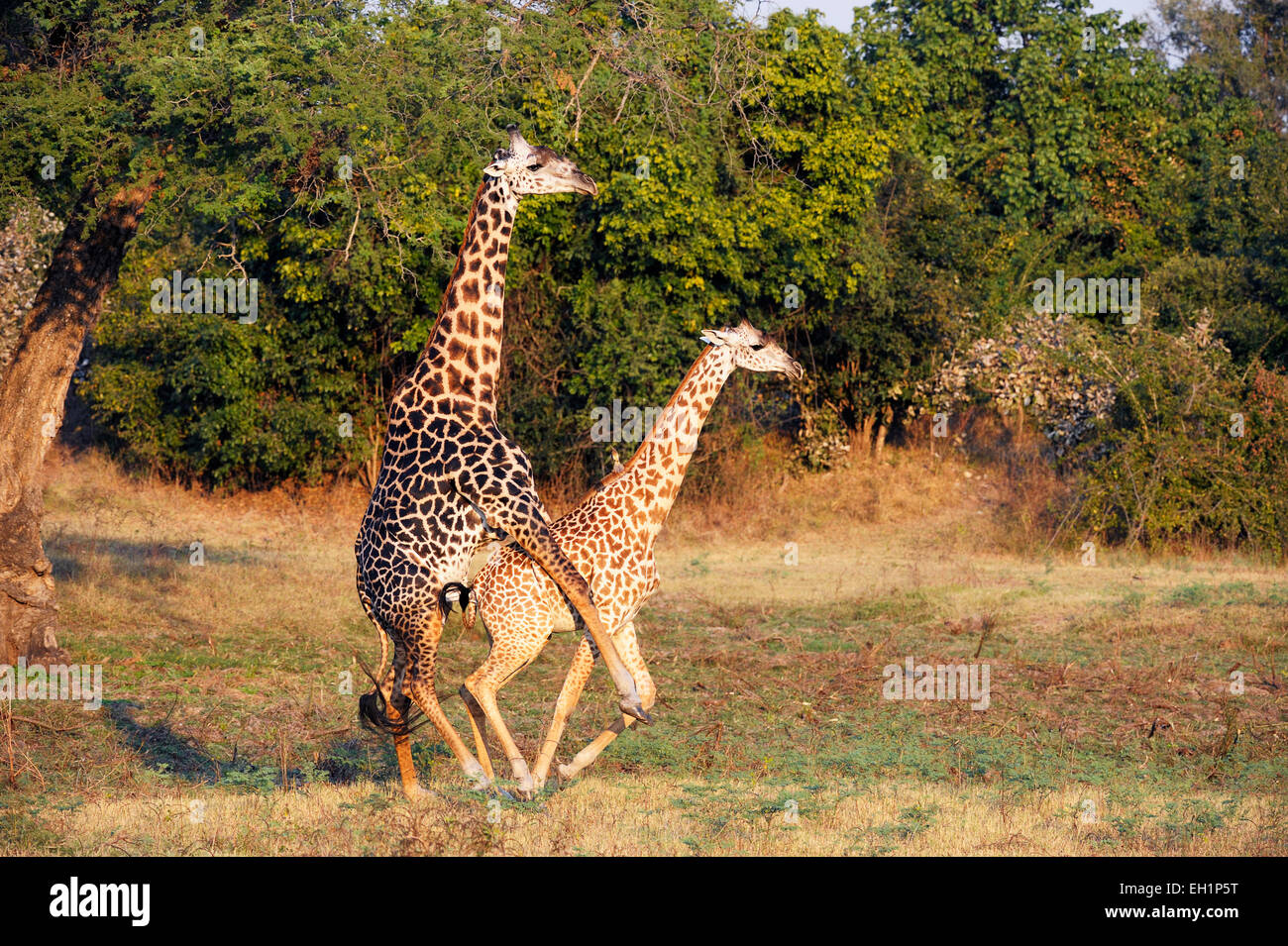 Rhodesischer Giraffen (Giraffa Plancius Thornicrofti), Paarung, South Luangwa Nationalpark, Sambia Stockfoto