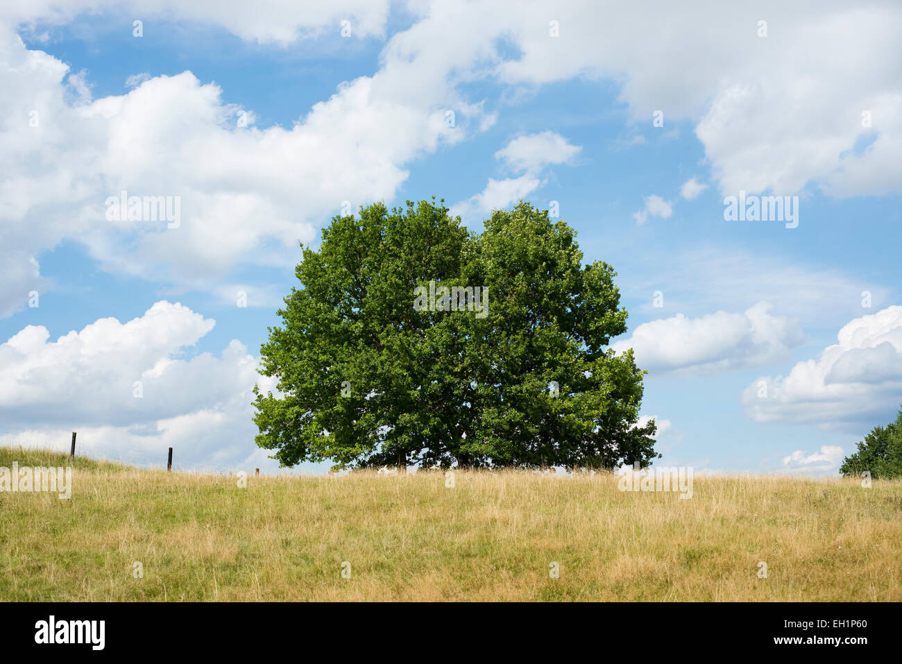 Pedunculate Eiche (Quercus Robur) im Spätsommer, Niedersachsen, Deutschland Stockfoto