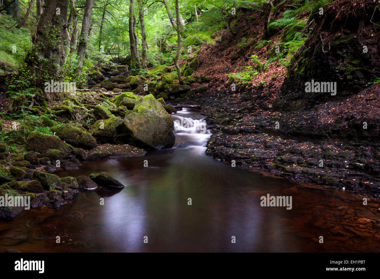 Sommer in Padley Schlucht in der Nähe von Grindleford im Peak DIstrict, Derbyshire, grünes Moos auf den Felsen. Stockfoto