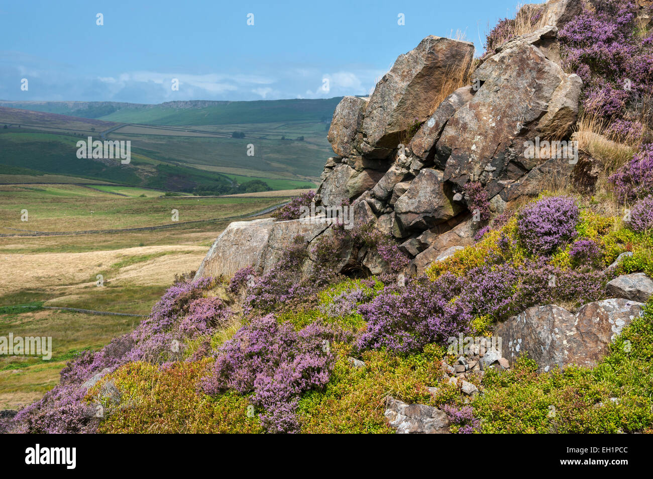 Heather wächst zwischen den Gritstone Felsen oberhalb Mühlstein im Peak District an einem sonnigen Sommertag. Stockfoto