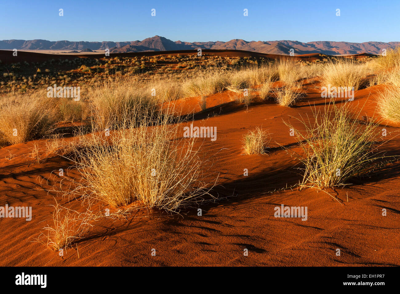 Südlichen Ausläufer der Namib-Wüste Sanddünen mit Büschel Gras, hinter den Tiras-Bergen, abends Licht, Namibia Stockfoto