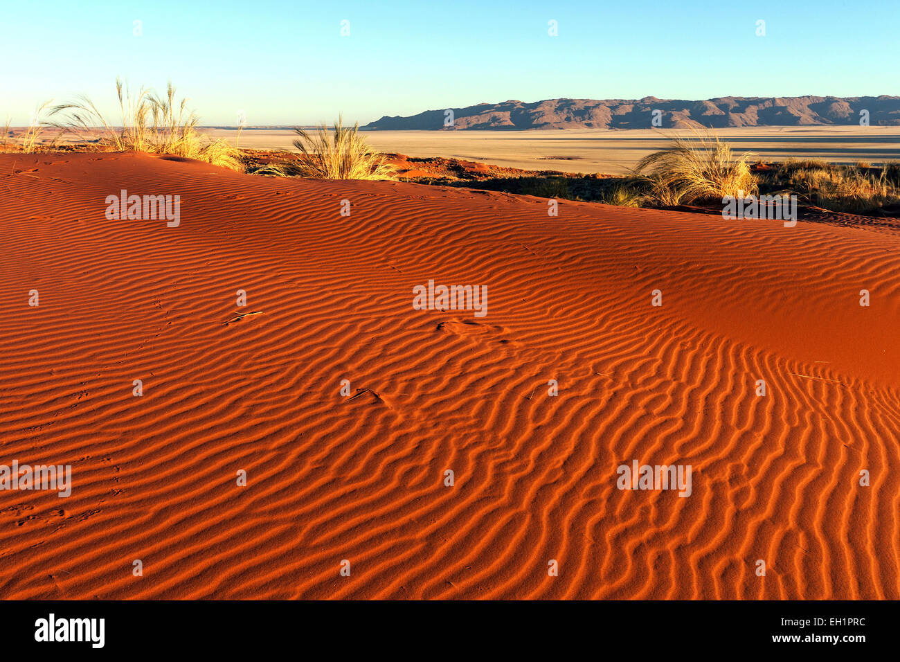 Südlichen Ausläufer der Namib-Wüste, Sand Duneswith Büschel Gras, hinter den Tiras-Bergen, Morgenlicht, Namibia Stockfoto