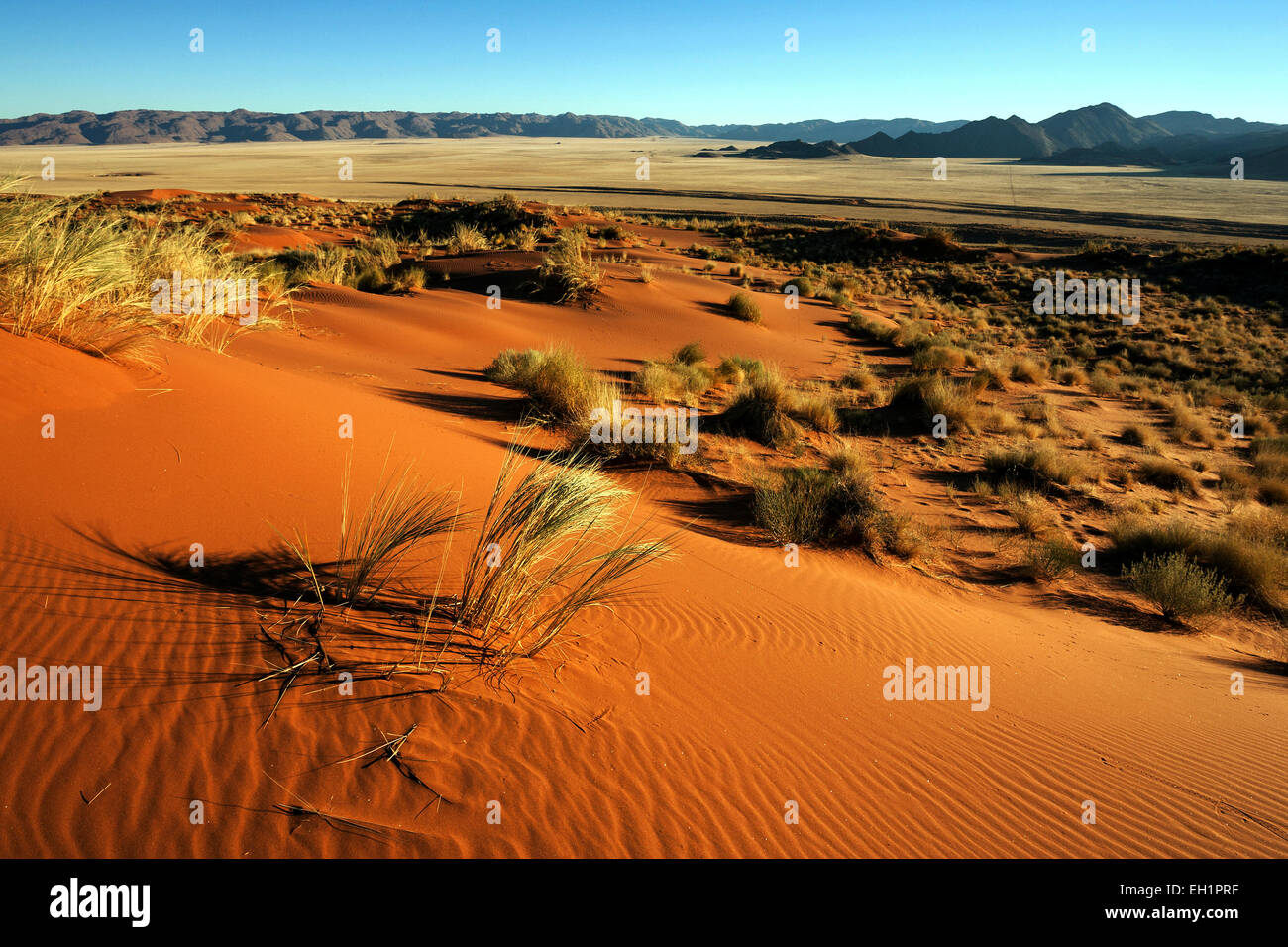 Südlichen Ausläufer der Namib-Wüste, Sand Duneswith Büschel Gras, hinter den Tiras-Bergen, Morgenlicht, Namibia Stockfoto