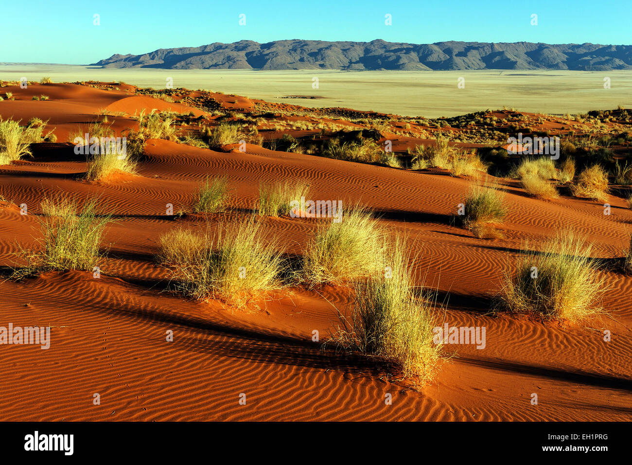 Südlichen Ausläufer der Namib-Wüste Sanddünen mit Büschel Gras, hinter den Tiras Bergen, Morgenlicht, Namibia Stockfoto