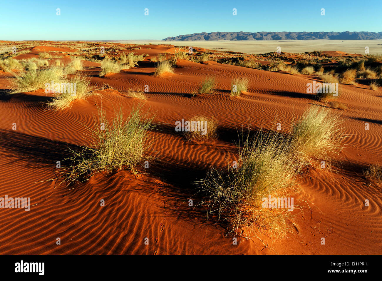 Südlichen Ausläufer der Namib-Wüste Sanddünen mit Büschel Gras, hinter den Tiras Bergen, Morgenlicht, Namibia Stockfoto