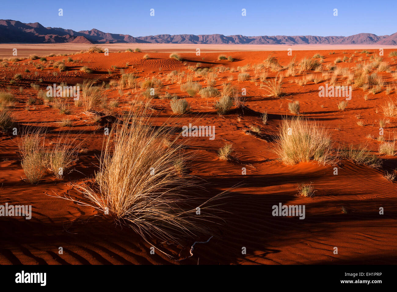 Südlichen Ausläufer der Namib-Wüste Sanddünen mit Büschel Gras, hinter den Tiras-Bergen, abends Licht, Namibia Stockfoto