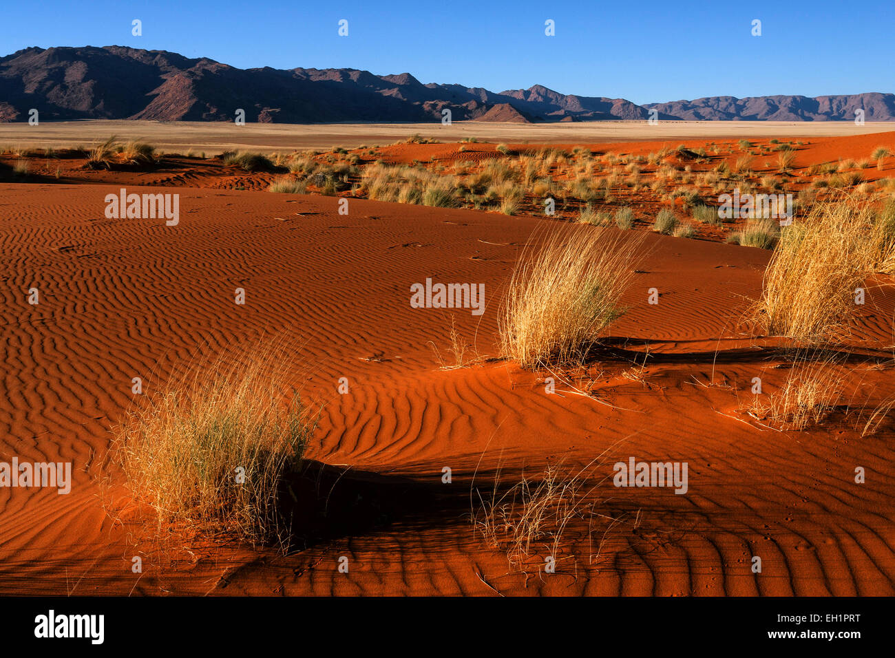 Südlichen Ausläufer der Namib-Wüste Sanddünen mit Büschel Gras, hinter den Tiras-Bergen, abends Licht, Namibia Stockfoto