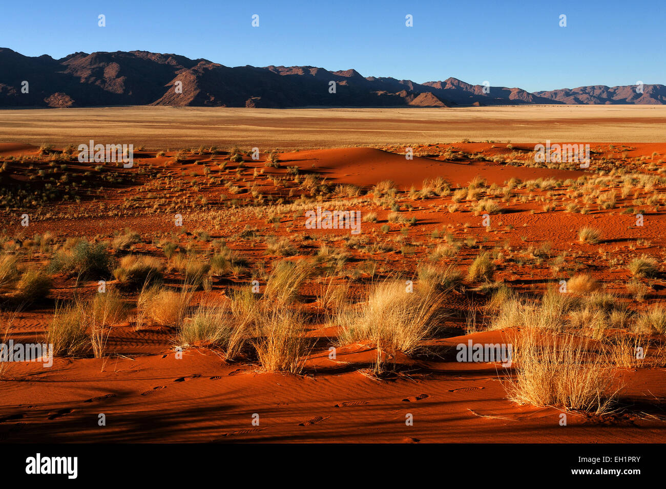 Südlichen Ausläufer der Namib-Wüste Sanddünen mit Büschel Gras, hinter den Tiras-Bergen, abends Licht, Namibia Stockfoto