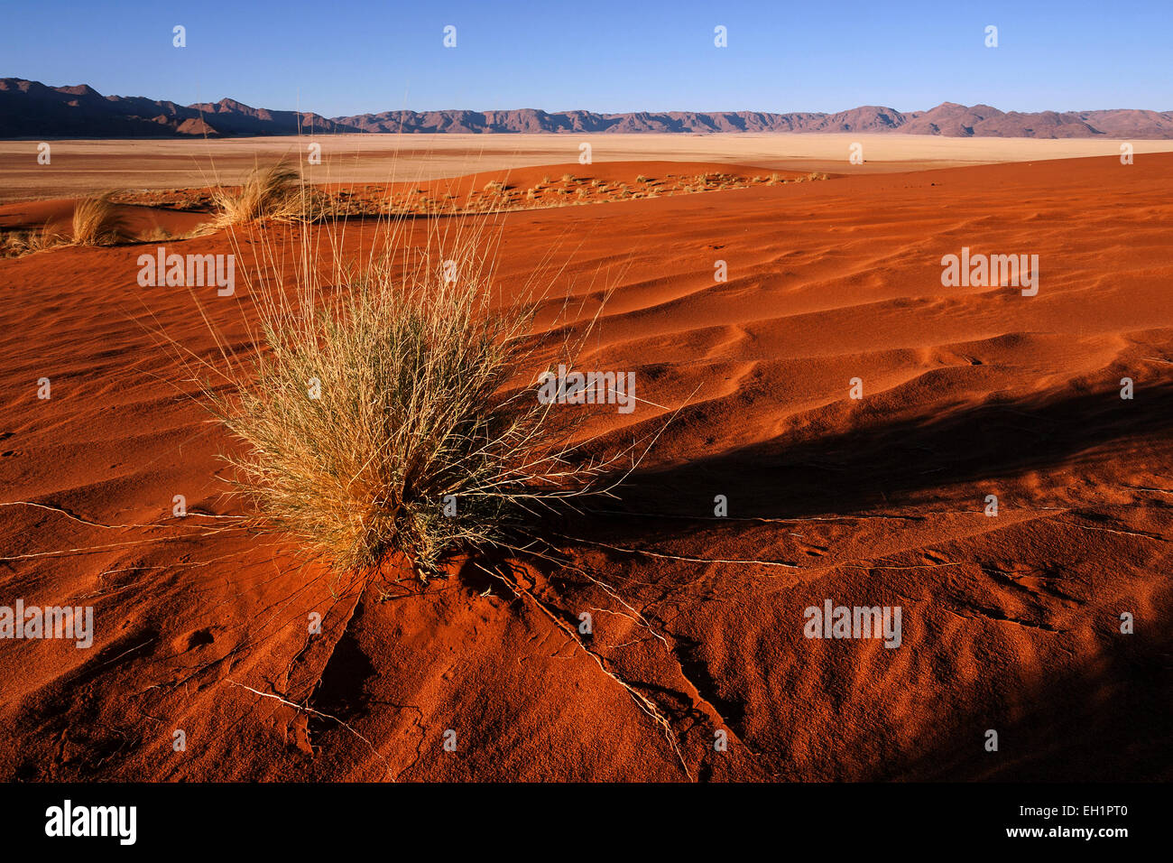 Südlichen Ausläufer der Namib-Wüste Sanddünen mit Büschel Gras, hinter den Tiras-Bergen, abends Licht, Namibia Stockfoto