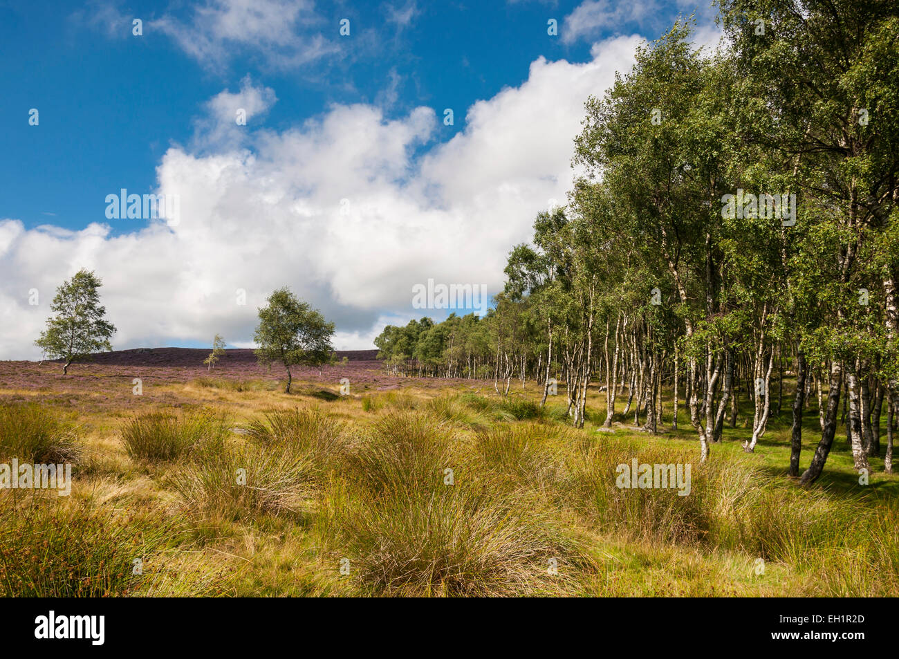 Am Rande der Birke Wald in der Nähe von über Owler Tor im Peak District an einem sonnigen Sommertag. Stockfoto