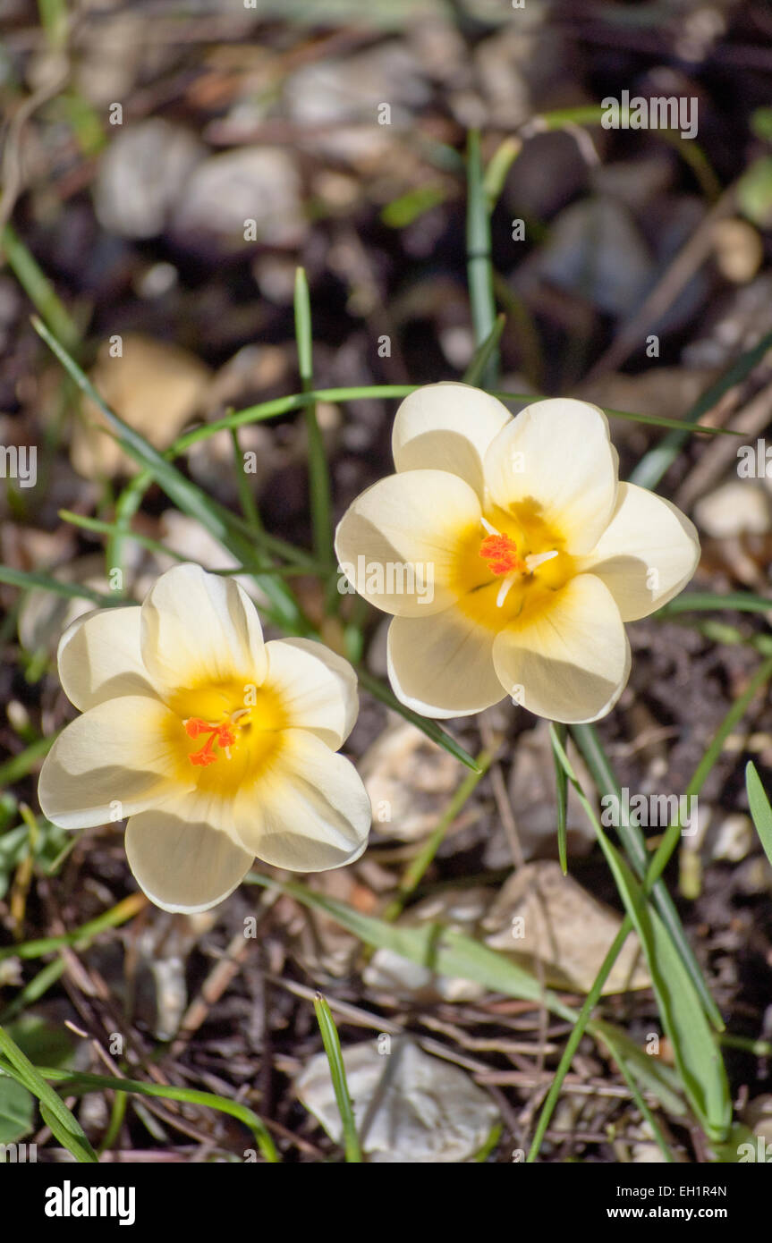 Luftaufnahme von Blumen Crocus Chrysanthus 'Cream Beauty' wachsen durch steinigen Boden im späten Winter / Anfang Frühling. Stockfoto