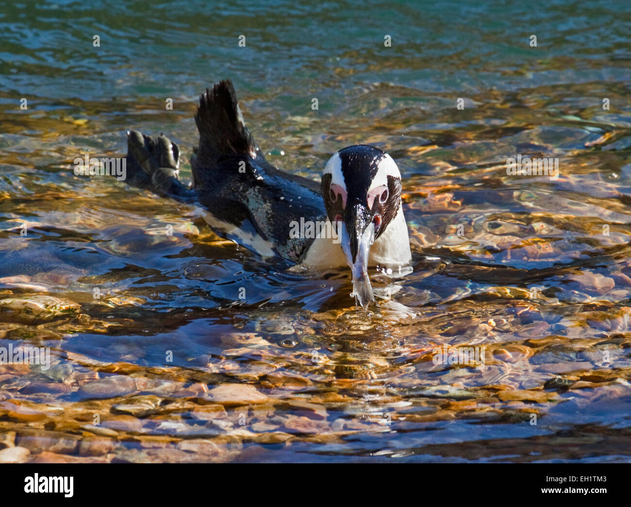 Black Footed/afrikanische Pinguin (Spheniscus Demersus) Fisch zu essen Stockfoto