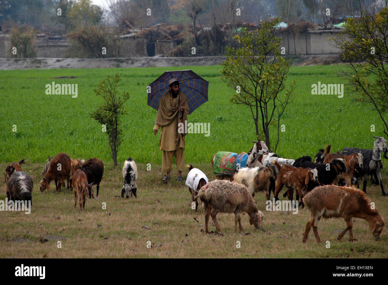 Charsadda. 5. März 2015. Ein Mann ernährt 5. März 2015 seine Ziegen in einem Feld am Stadtrand von Nordwesten Pakistans Charsadda. © Umar Qayyum/Xinhua/Alamy Live-Nachrichten Stockfoto