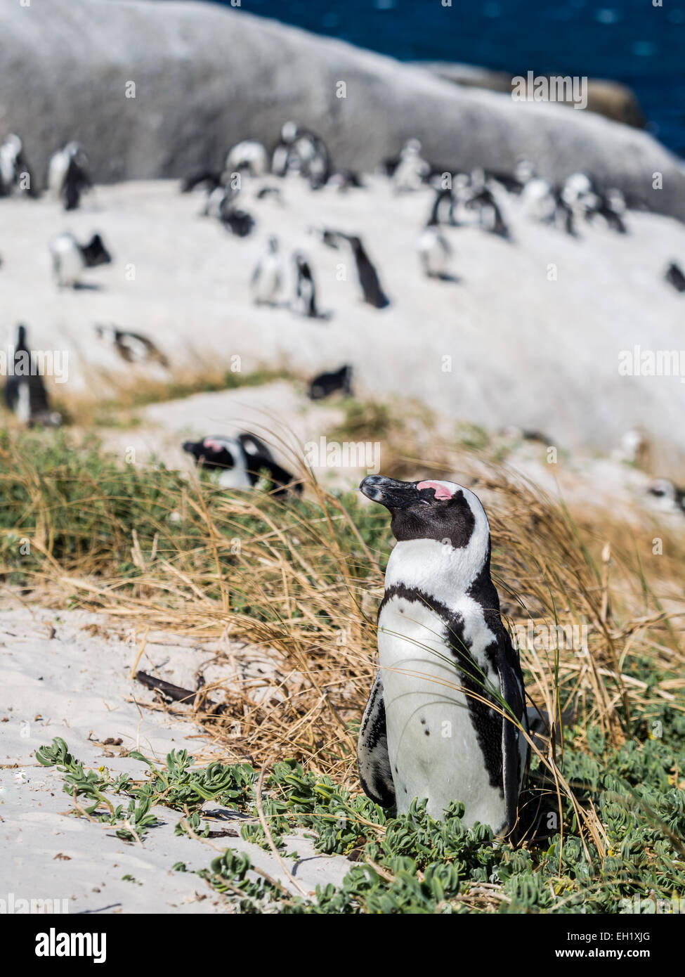 Afrikanische Pinguine in Simons Town, Südafrika. Stockfoto