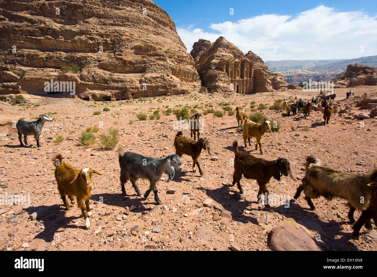 Eine Herde von Ziegen vor dem 'Ad Deir' Kloster in Petra in Jordanien Stockfoto
