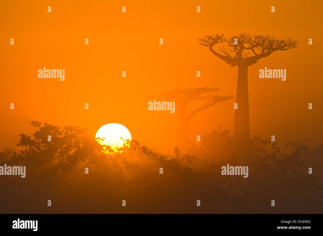 Avenue der Baobabs bei Sonnenaufgang im Nebel. Allgemeine Ansicht. Madagaskar. Stockfoto