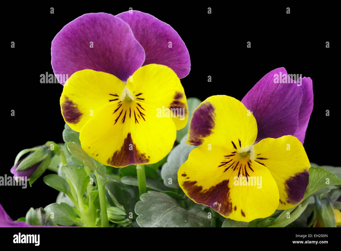 Viola cornuta Stockfoto