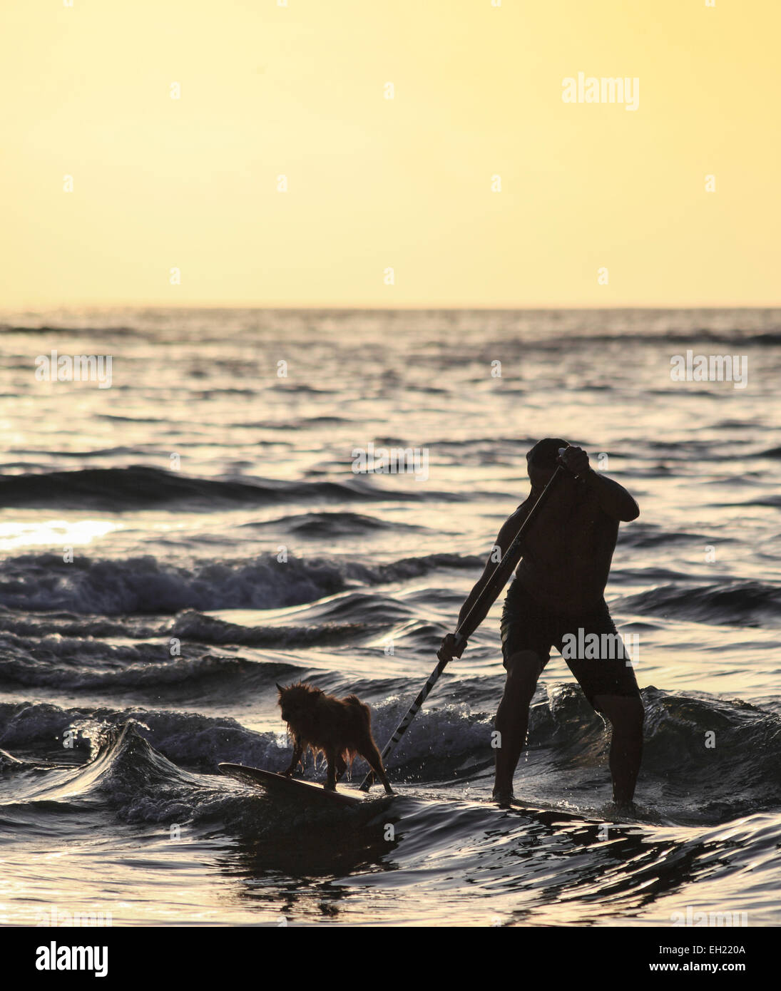 Surfen in Hanalei Bay Kauai Wohnsitz und Hund Stockfoto