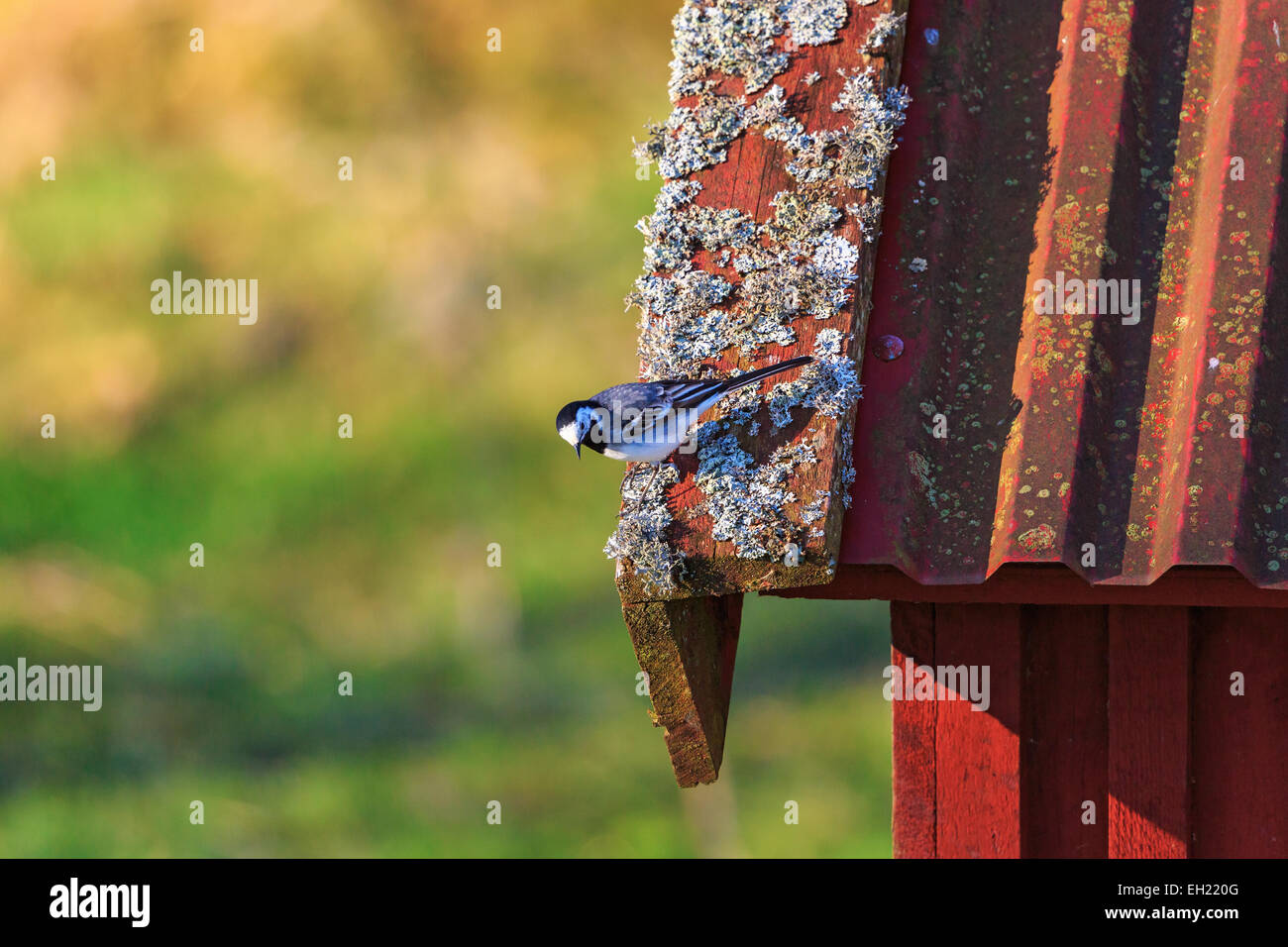 Bachstelze auf einem Hausdach Stockfoto