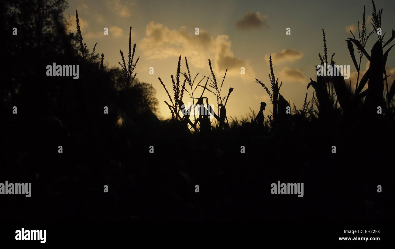 Sonnenuntergang über das Feld Stockfoto