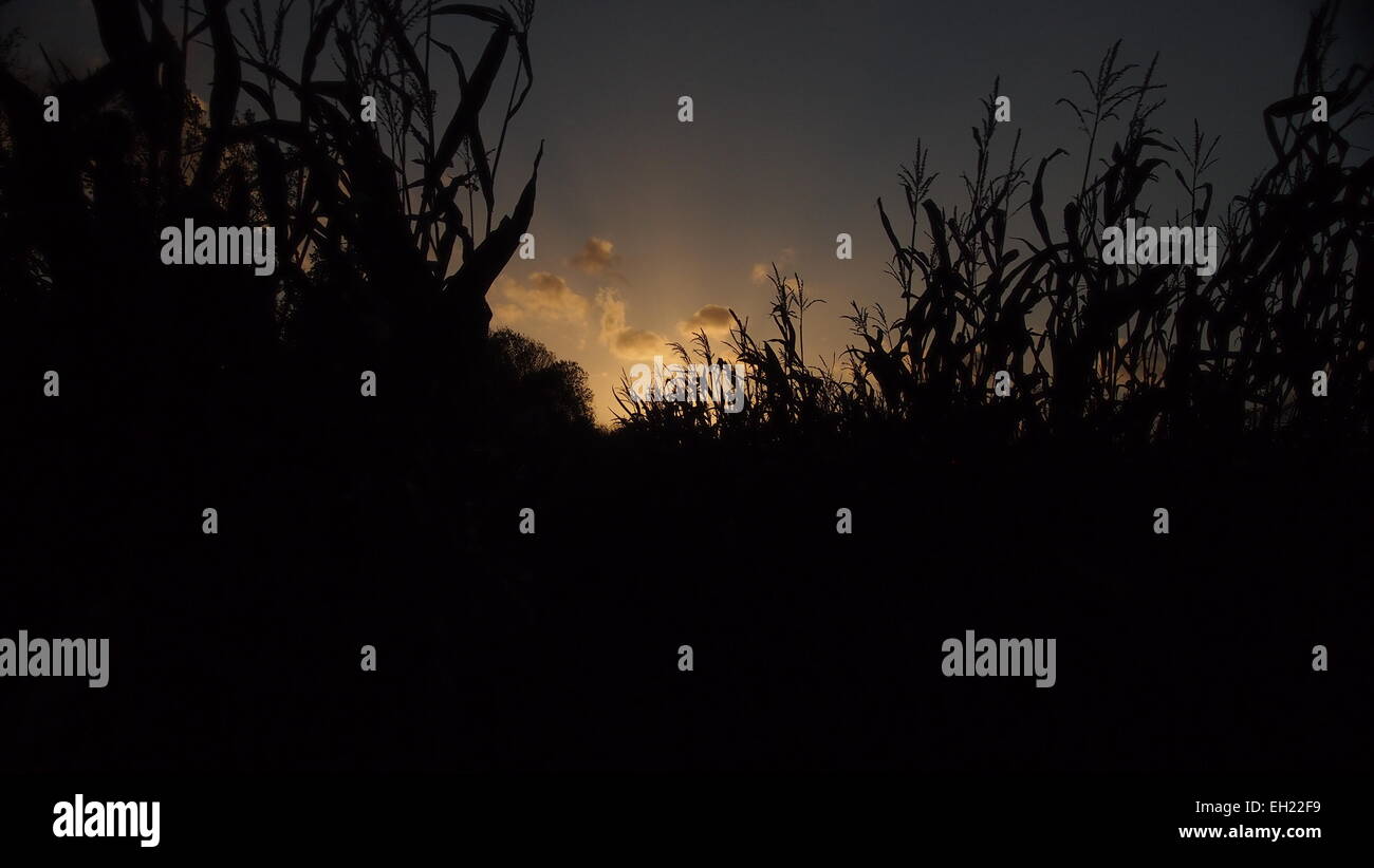 Sonnenuntergang über das Feld Stockfoto