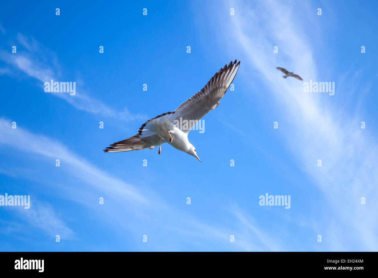 Möwe auf blauem Himmelshintergrund mit windigen Wolken fliegen Stockfoto